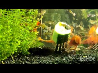 Кормление красных (супер ред) анциструсов огурцом в аквариуме с самками и мальками гуппи