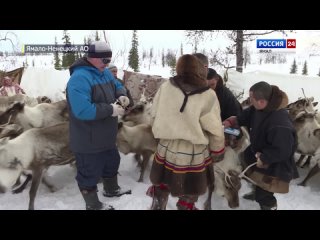 Вакцинация северных оленей против сибирской язвы началась на Ямале