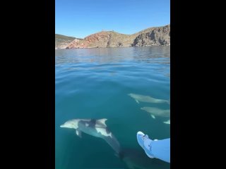 Дельфины в Балаклаве