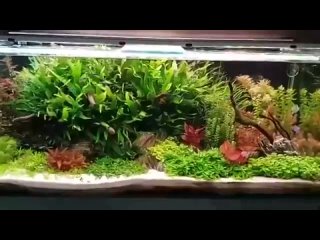 Красивый аквариум с растениями