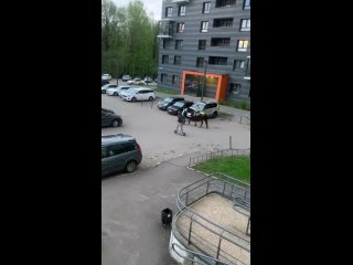 Видео от Город не место для лошадей|Городской прокат