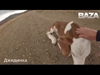 Дрон спас теленка от стаи собак в Джидинском районе Бурятии