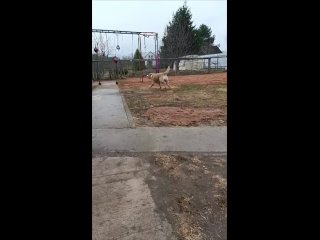 Видео от Зоогостиница Вологда | Кот и Пёс