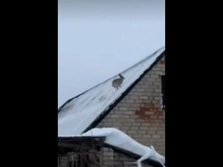 Видео от Рыбий Жир