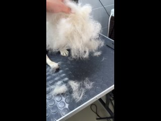Video by Barber Dog & Cat