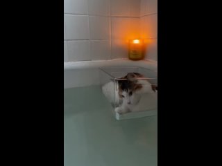 «Моя кошка постоянно пытается залезть ко мне в ванну, поэтому я нашла решение»
