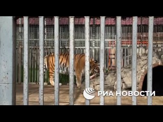 Three tiger cubs born at the Mariupol Zoo in February were shown for the first time