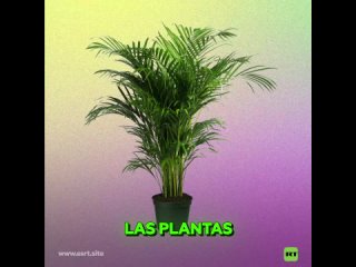 Plantas ‘gritan’ en situaciones de estrés como los seres humanos