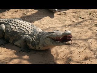 🎬 Killer Crocs with Steve Backshall S01E01 🍿404p