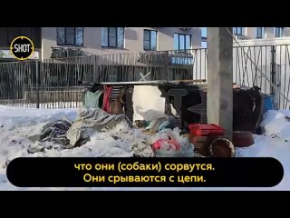 Сердобольный дедушка построил приют для бездомных собак прямо посередине двора обычной многоэтажки в Курске. Соседи пенсионера о