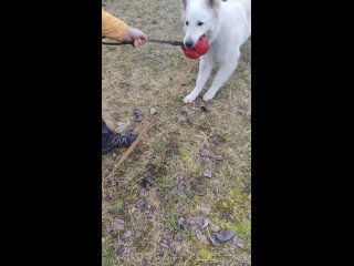 Видео от Доступные игрушки для собак