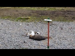 Видео от Хутор Ладный. Молоко в СПб и Тосно.