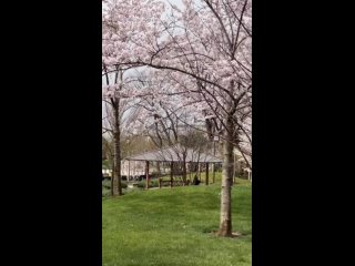 Сливовая роща Умэбаяси в Японском саду 🌸

Очень красиво 😍

Ваши видео высылайте нам в бот @krasnodarkray_bot 

Подпишись|поделис