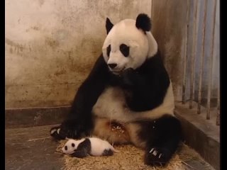 Детеныш панды чихает