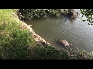 Днестр подмыл основание дамбы возле стадиона в Слободзее. Упало огромное дерево