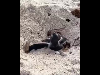 Baby Sea Turtles