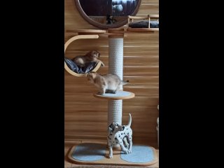 Лапусик*РУ - шотландские и британские кошкиtan video