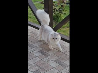 Video by СИЛЬВЕР БАСТ - питомник персидских кошек