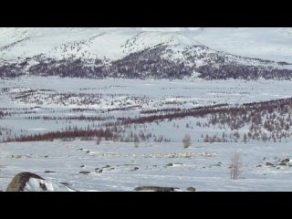 Целое стадо краснокнижных северных оленей