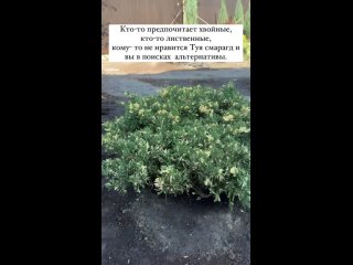 Видео от Питомник декоративных растений “Зеленый берег“