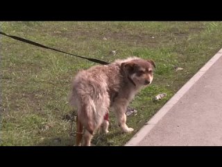 Курганец спас пса Шурика: работавший во время паводка Андрей Кванин заметил ползущую собаку и не смог остаться в стороне