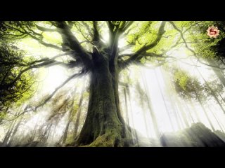 Живые Души Деревьев. У растений есть Разум. Научные доказательства.-(1080p)