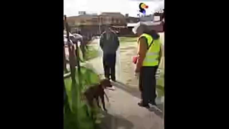 Dog Who d Been Lost For 2 Years Doesn t Realize Dad s Standing Right In Front Of