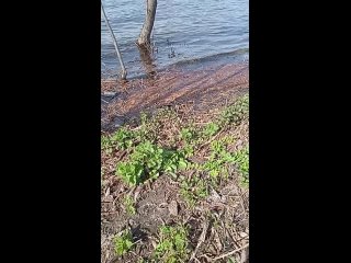 Молодая крапива на берегу реки Воронеж 8 апреля 2024 года Липецк.
