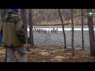 Vasiliy Sarana & Wildlife of S - Воришка горностай. Плато Путорана. Сибирь  Stoat, the Little Thief.