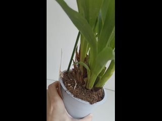 Видео от ПроОрхидеи, продажа орхидей по России
