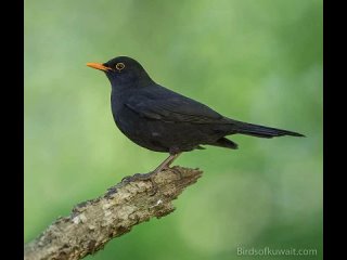 Песня чёрного дрозда (Turdus merula)