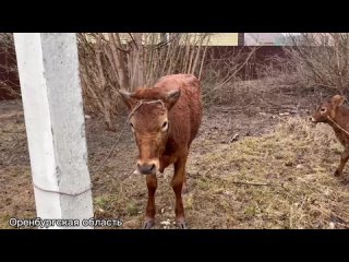 МЧС спасает людей и животных от паводка в Орске