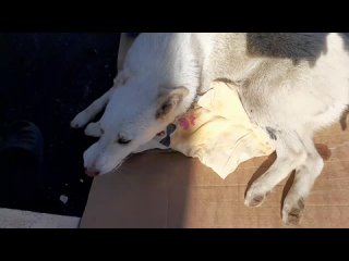 Видео от РЯДОМ - помощь бездомным животным Нижнего Ломова