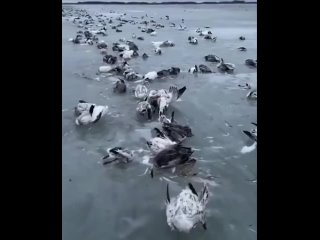 В Китае птицы вмерзли в лед из-за аномальных морозов