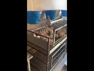 Видео от Суточные цыплята бройлера, индейка |Ферма Волхов