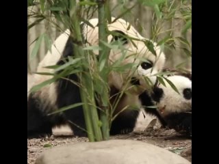 Малыш панда не слушается маму