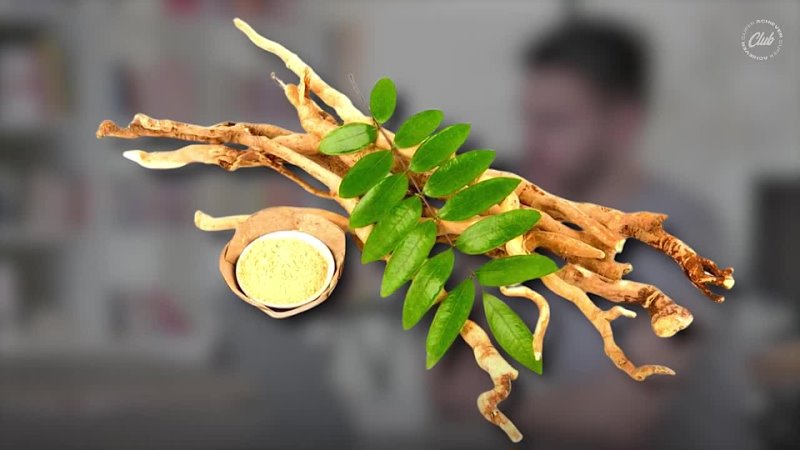 Is Tongkat Ali Safe? Revealing the Shocking Side Effects of Eurycoma Longifolia in Just 3 Minutes!