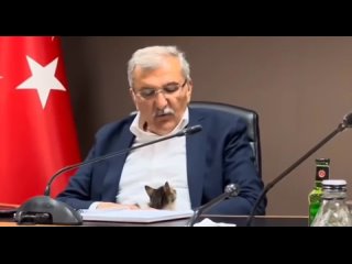 В Турции котенок прервал политическое заседание и привлек всеобщее внимание

Во время заседания котенок лазил по мужчине, и речь