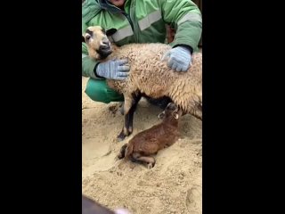 В Лога-парке у пары камерунских овец родился малыш