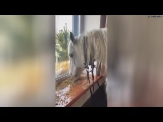 В Оренбурге конь прожил 10 дней на балконе дома из-за паводков.Сопереживавшие жители села приносили