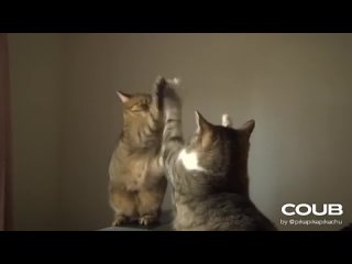 Кошачья разборка