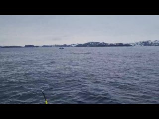 Video od Морская рыбалка, прогулки на катере в Териберке
