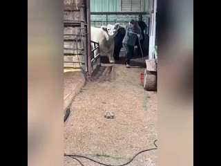 Милая коровка