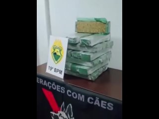 В Бразилии полицейский пёс обнаружил крупную партию наркотиков