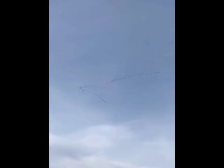 Птицы пролетели над Сибаем