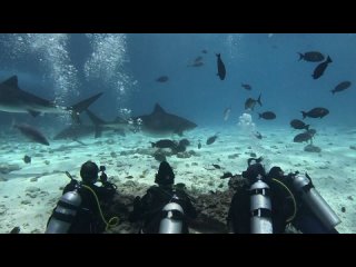 Tiger Shark Diving in Maldives