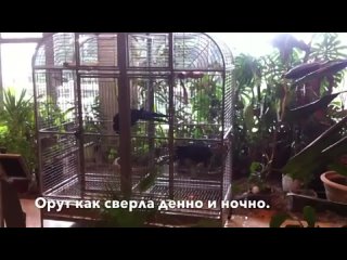 Я в Ялте_ РИСОВАЧ_ ламы_ ОБЕЗЬЯНЫ_ и кипарисы(360P).mp4