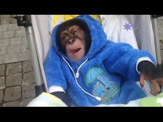 В Крыму родился детеныш шимпанзе Оскар(360P).mp4