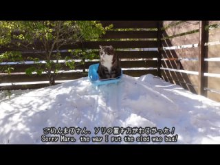 Maru plays sledding