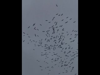 Так много больших птиц кружило только что над Сибаем